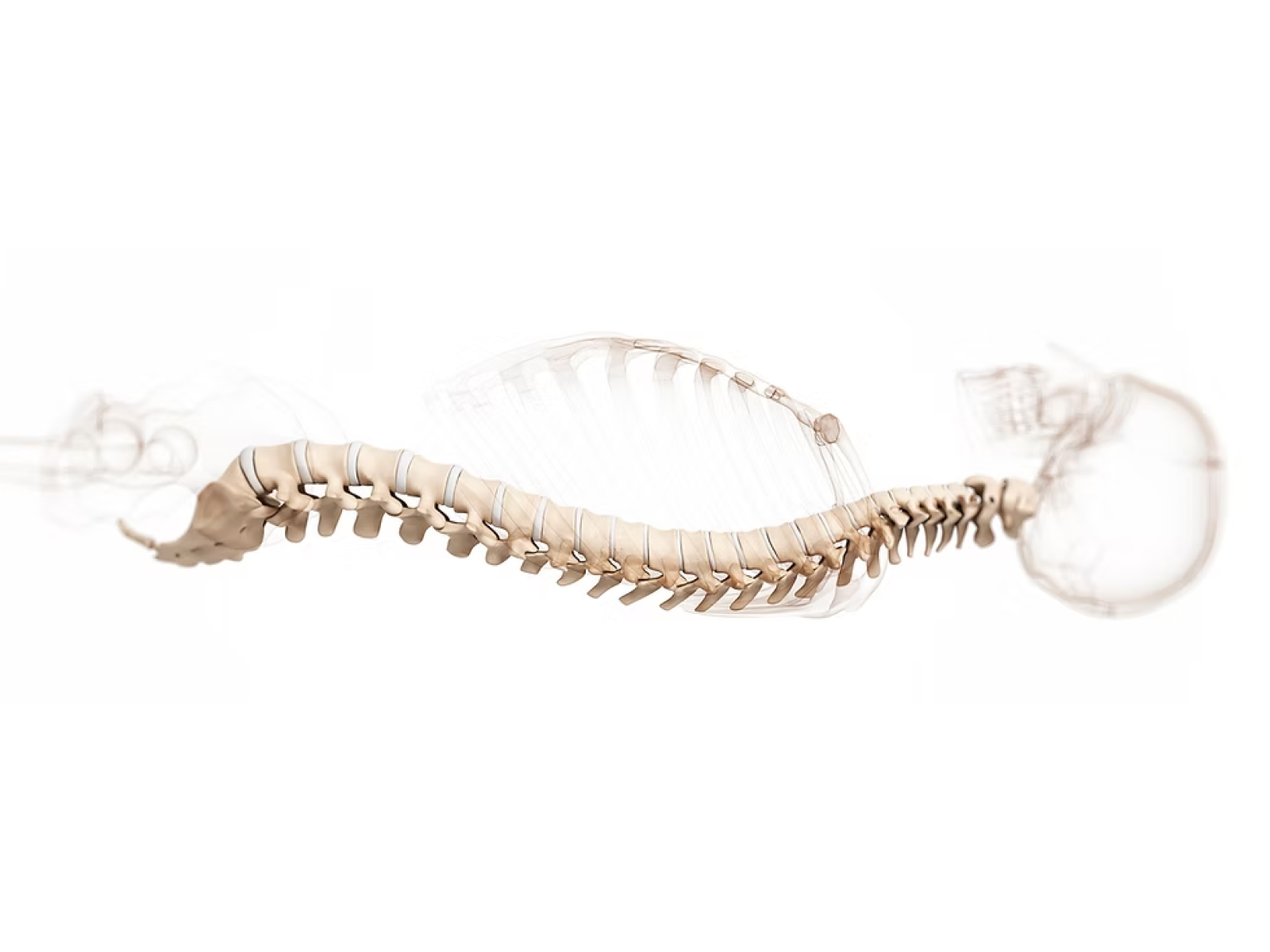 Image of Spine